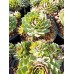Ешеверия (Sempervivum)
